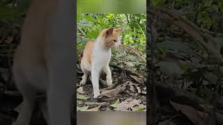 Download lagu The speed of the cat in avoiding the snake 😲😮🙄!! #informative #uniquefacts mp3