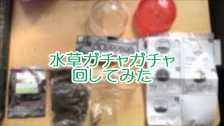 水草ガチャガチャ回してみた【アクアリウム】