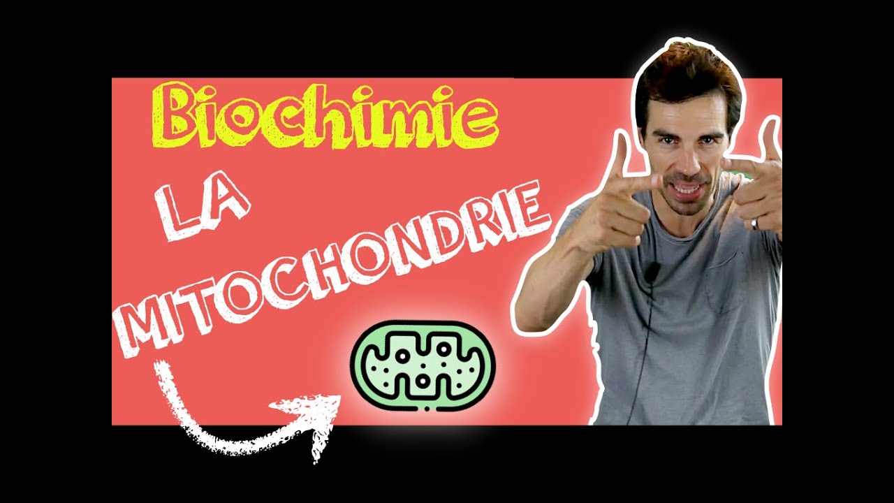 COURS DE BIOCHIMIE: Structure mitochondrie