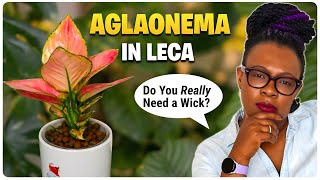 Aglaonema soil to semi hydroponics: wick vs submerged (83-day experiment results)