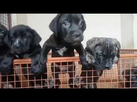 can corso puppies available for sale at Kushagra dog kennel call now 8303399198up Varanasi