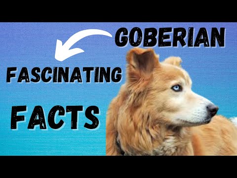 FASCINATING FACTS OF GOBERIAN