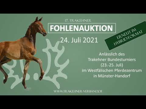 Impressionen Kollektion 1 - 17. Trakehner Bundesturnier Fohlenauktion 2021