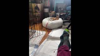 Video preview image #1 Chihuahua Puppy For Sale in Bellevue, WA, USA