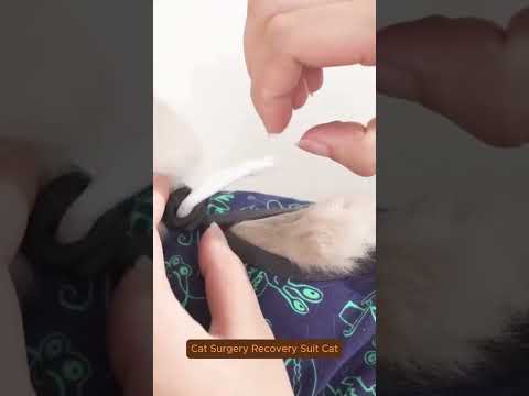 Cat Surgery Recovery Suit: Comfort & Protection for Healing |  #cat #petcareessentials