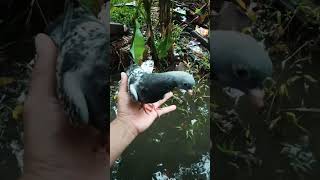 Download lagu Piye Boy #merpati #piyik #pecintamerpati #merpatifreefly #pigeon mp3