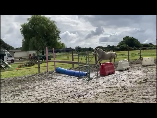 Jument PP Pur sang Anglais