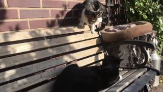 Two howling cats and a slow mo balancing act