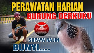 Download lagu Daily Care for the DERKUKU Bird So That It Sings Frequently mp3