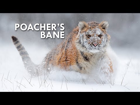 Interesting Animal Videos
