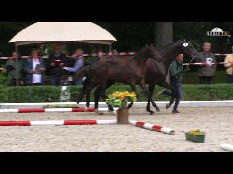 Stutfohlen von Helium x Kostolany x Herzzauber