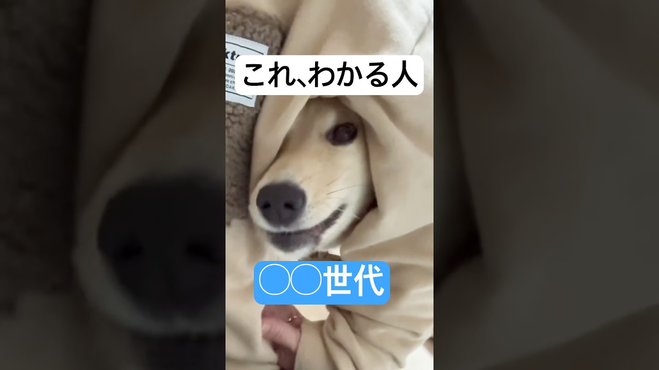 これわかる人夕方再放送世代#始まる時のライオン#保護犬と暮らす #トムとジェリー