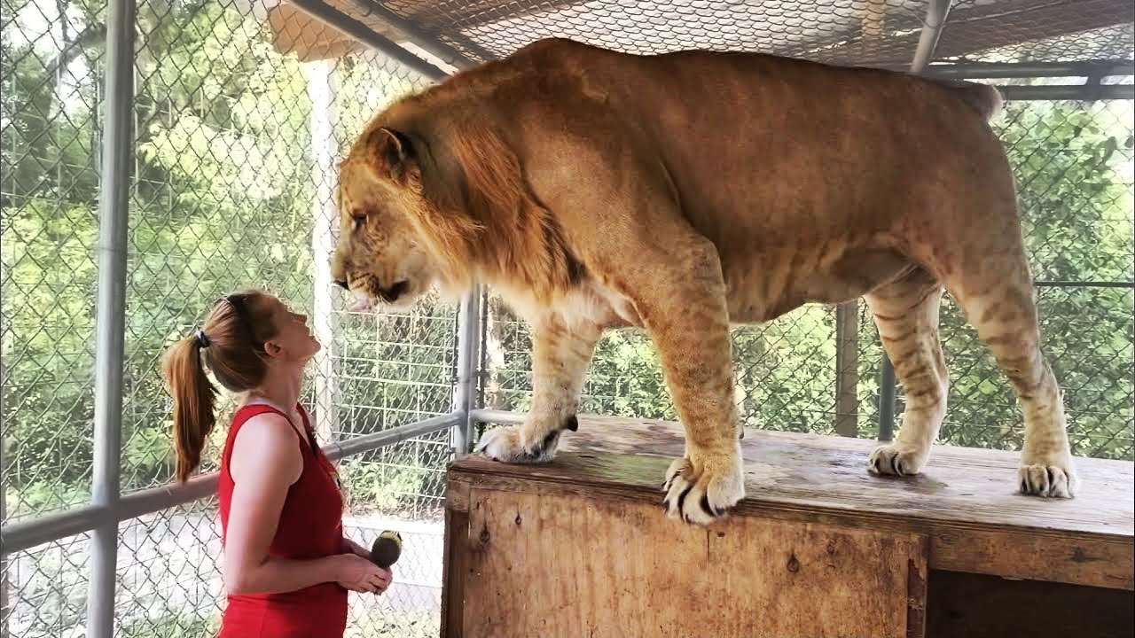 Interesting Animal Moments Caught On Camera !