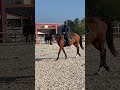 superbe anglo-arabe bai de 6 ans
