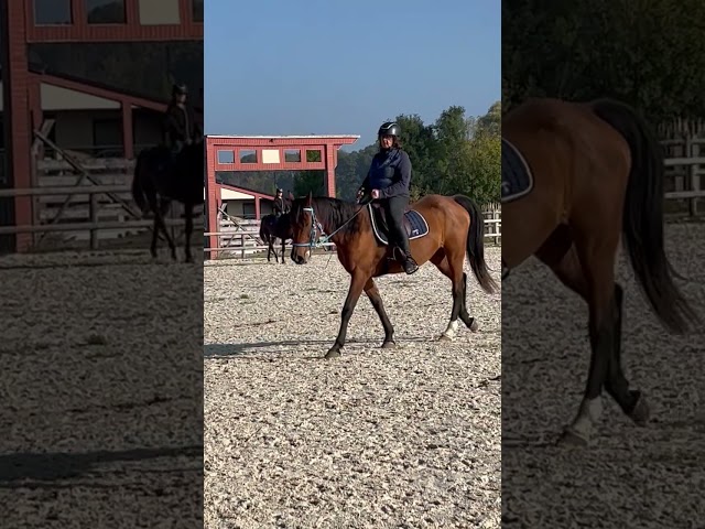 superbe anglo-arabe bai de 6 ans