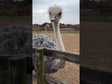 Feeding experience!! Part16 #shorts #トイキッズ