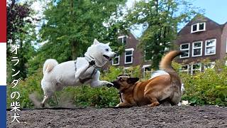 飼い主が柿丸をいっぱい褒める理由｜ 柴犬柿丸・オランダ散歩と環境音