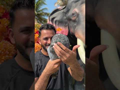 Balloon 🎈 #petstationkannur