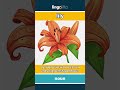 lily - a garden plant with a tall ... video thumbnail