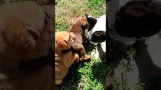 Chinese Shar Pei Puppies Videos