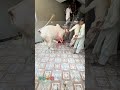 2024 Fateh Jangi Qurbani Cow Fatehjangbulls 2024 Pakistan Eiduladha2024 Qurbanicollection Vr