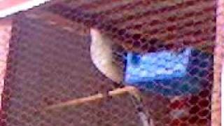 Motozintla canto del zenzontle canta la marcha,la cucaracha.