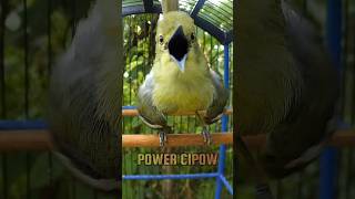 Download lagu SIRTU GACOR SUARA JERNIH ISTIMEWA #birds #burung #sirtugacor #cipohgacor mp3