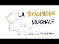 NEUROSCIENCES EN DESSINS : La transmission neuronale