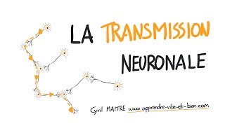 Vignette de NEUROSCIENCES EN DESSINS : La transmission neuronale