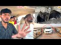BIGGEST VULTURE KO RESCUE KARNY KY LEAY HUM BHOT KAREEB PONCH GY