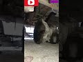 How To Remove Gear Box Shorts Like Views Mechanic Viral Viral Comment Share Subscribe Car