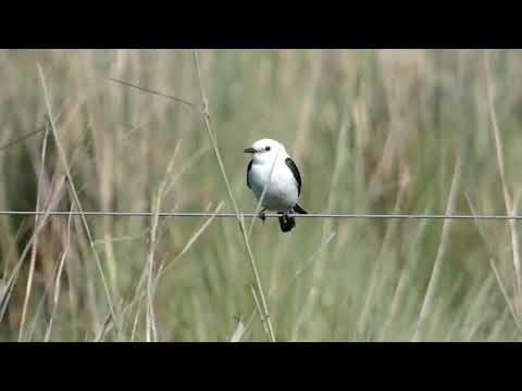 Black-and-white Monjita in Ibera marshes - Northeast Argentina