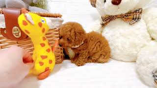 タイニープードルの動画02