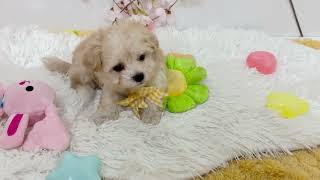 ハーフ犬の動画01