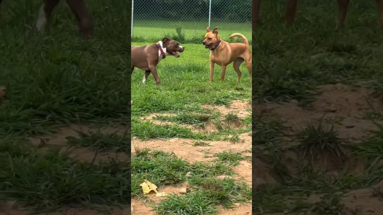 Enlarge Bankston, a Adoptable mixed breed in Blairsville, GA video 6/6