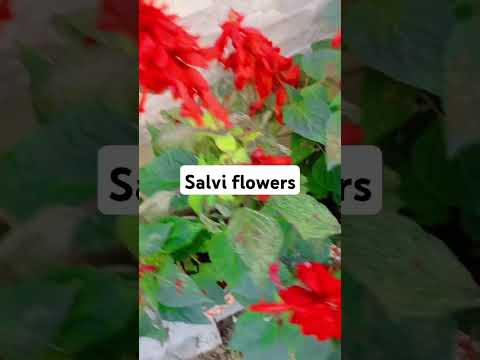 shalvi flowers#neeraj GMT vlogs #Short
