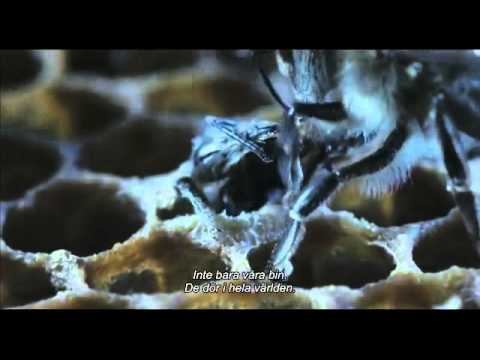 Inte bara honung, svensk trailer