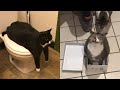 Funny Moments of Cats and Dog | Funny Video Compilation - Fails Of The Week #38