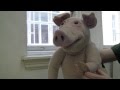 Edmund The Learned Pig In Conversation
