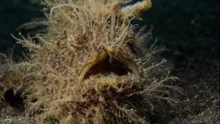 preview picture of video 'MUCK! Diving in Lembeh January 2013'