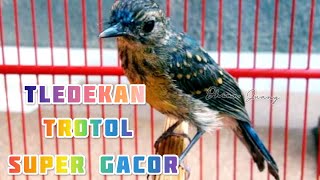 Download lagu Gak mau kalah dengan yang dewasa..||Tledekan Trotol Gacor.bagus buat pancingan dan terapi. mp3