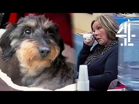 学校の先生が犬と再会した時の感動の瞬間｜子育て情報メディア「ザ・スーパーバイザー (Emotional Moment When School Teacher is Reunited with Dog | The Supervet)