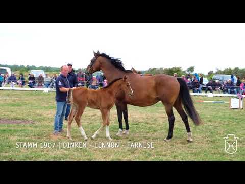 Fohlenschau 2018 | Hengstfohlen | Dinken -  Lennon - Farnese | Stamm 1907 | V. Rickmers