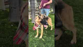 Video preview image #1 German Shepherd Dog Puppy For Sale in Pasadena, CA, USA