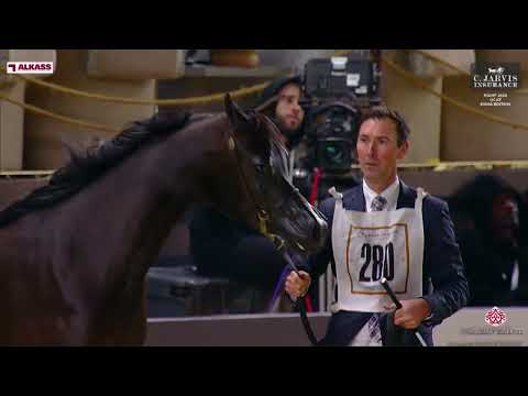 N 280 D HAYEL   KIAHF 2024   GCAT Doha Edition   Colts 2 Years Old   Section B Class 5B