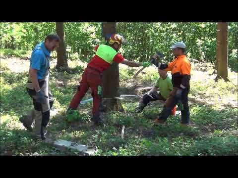 Maibaumfällung 2018