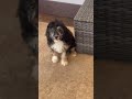 Cavapoo dogs for sale: Alvin - Video 1