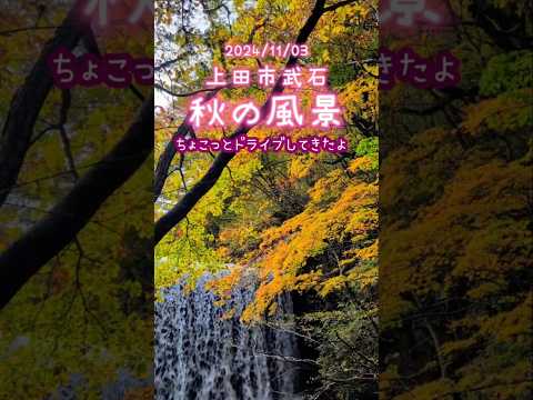 コウノトリを庭に呼び込むにはどうすればよいですか？巣はどうやって作るの？  庭園