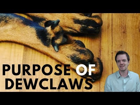 Why Do Dogs Have Dewclaws?