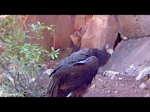 Devil's Gate Condor Cam ~ #871 Cute Closeups & Feeding By Mom 10.5.17